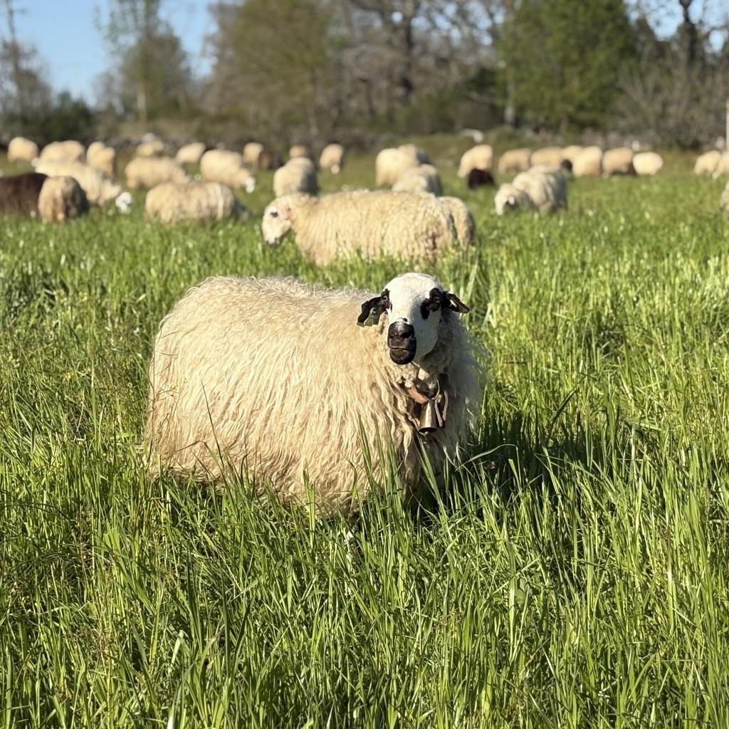 Associa&ccedil;&atilde;o Nacional de Criadores de Ovinos da Ra&ccedil;a Churra Galega Mirandesa